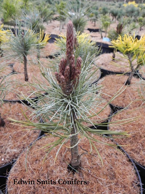 Pinus pumila 'Forster'